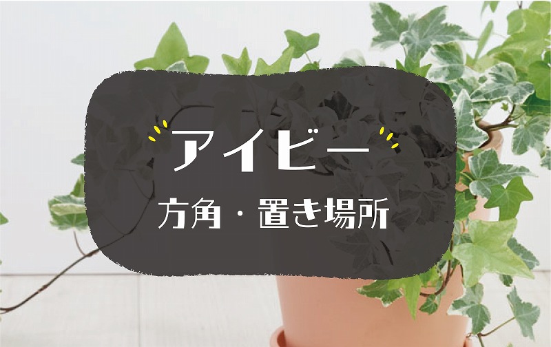 アイビーの風水効果