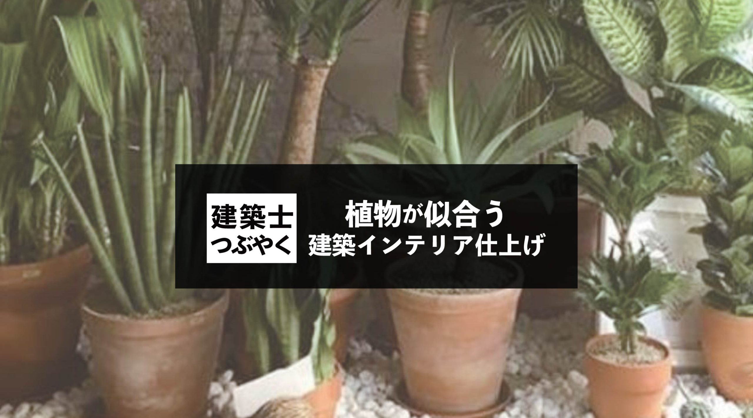 建築士つぶやく 植物が似合う建築インテリア仕上げ