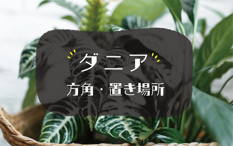 ダニアの風水効果