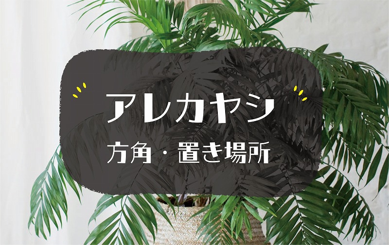 アレカヤシの風水効果