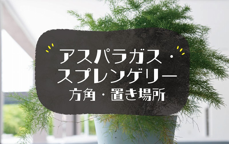 アスパラガス・スプレンゲリーの風水効果