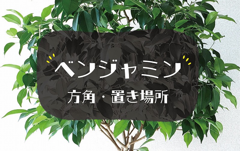 ベンジャミンの風水効果
