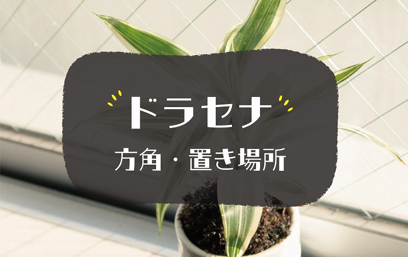 ドラセナの風水効果