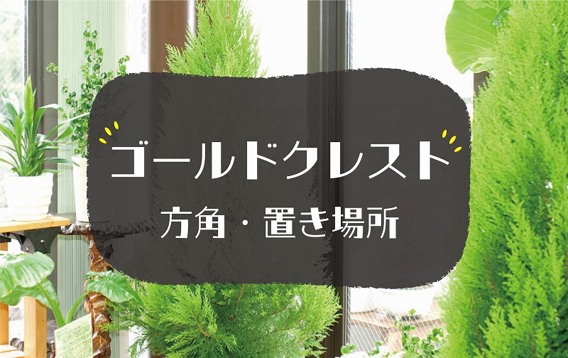 ゴールドクレストの風水効果