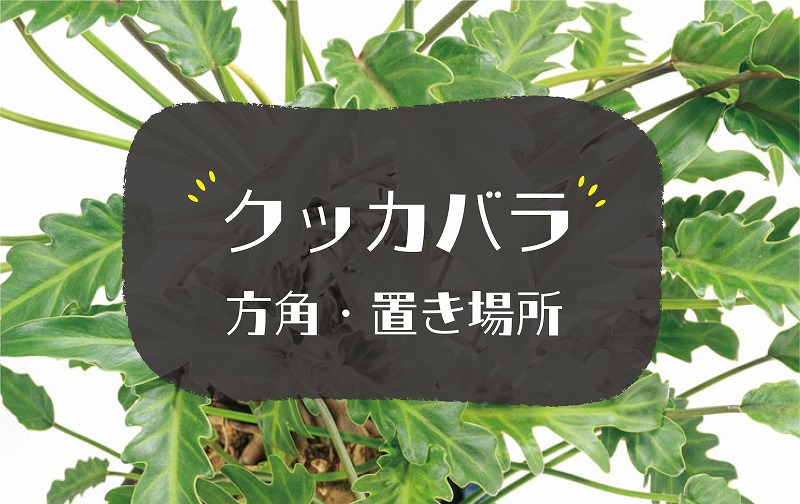 クッカパラの風水効果