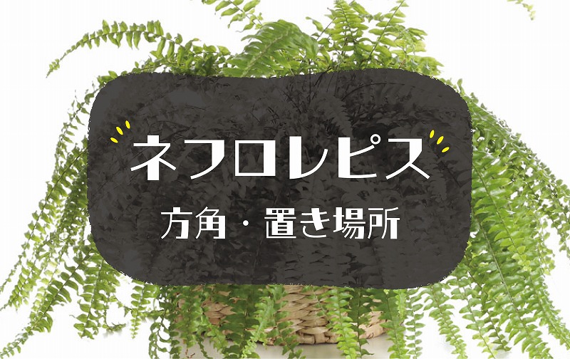 ネフロレピスの風水効果