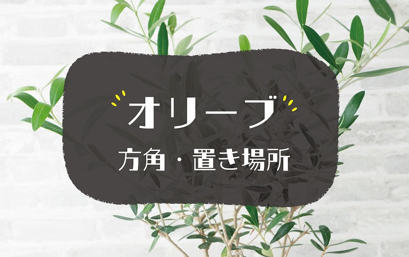 オリーブの風水効果
