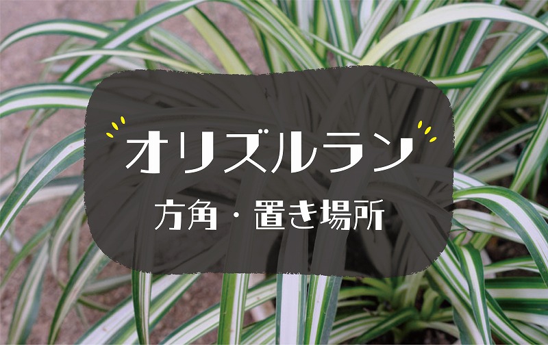 オリヅルランの風水効果