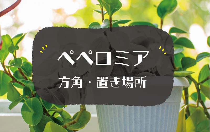 ペペロミアの風水効果