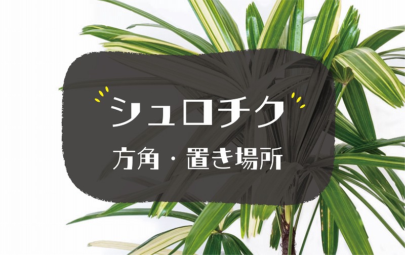 シュロチクの風水効果