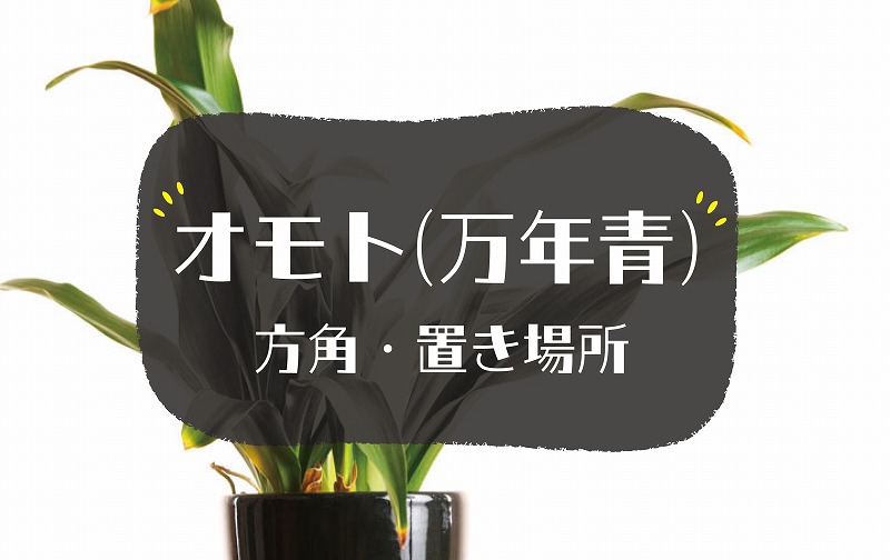 オモトの風水効果