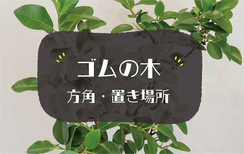 ゴムの木の風水効果