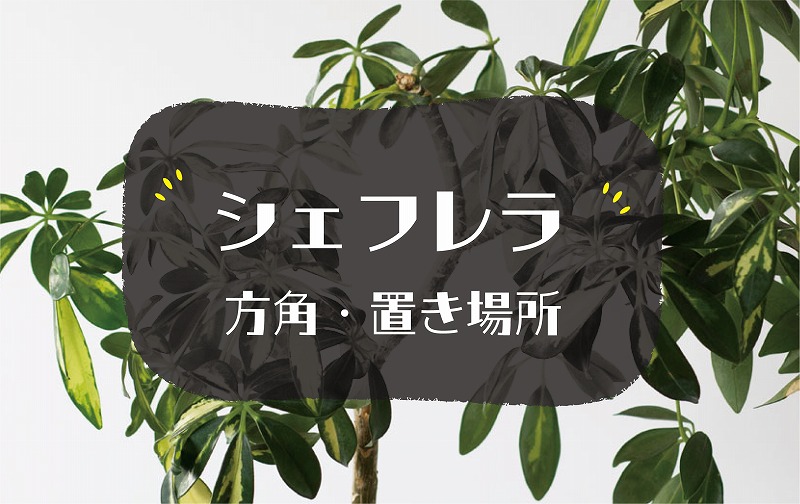 シェフレラの風水効果