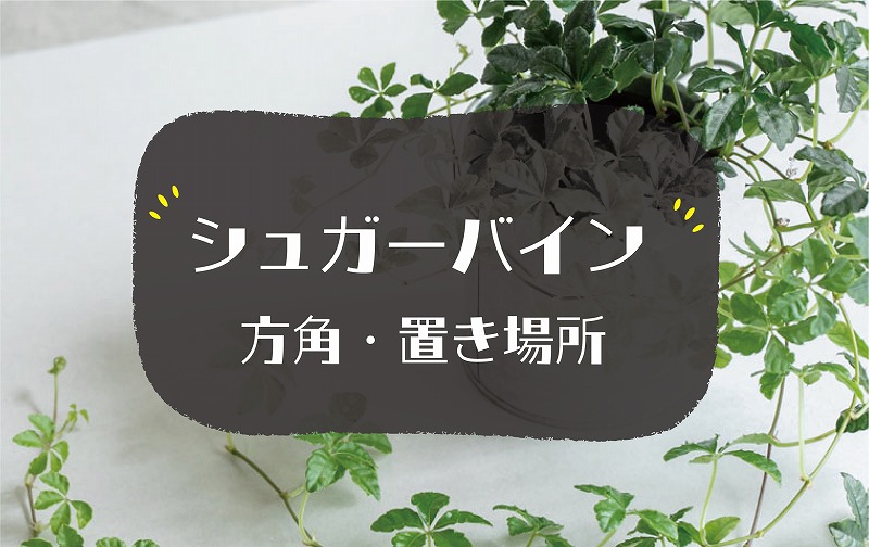 シュガーバインの風水効果