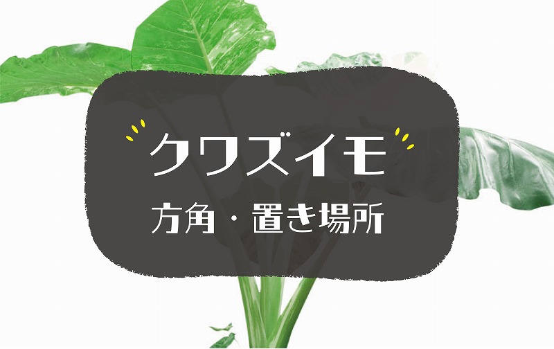 クワズイモの風水効果