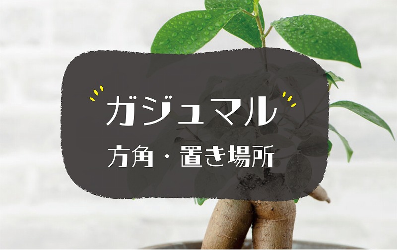 ガジュマルの風水効果