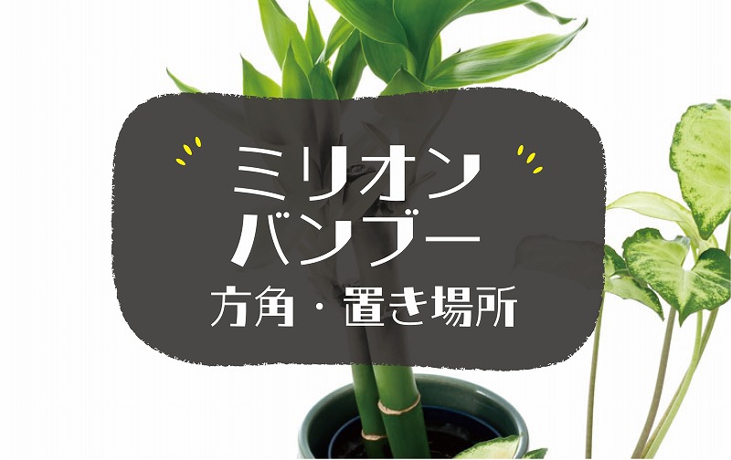 ミリオンバンブーの風水効果