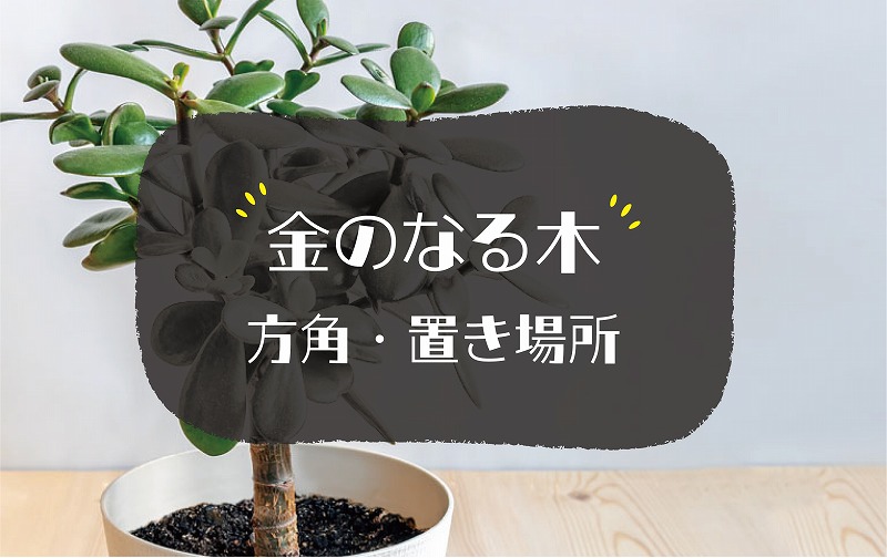 金のなる木の風水効果
