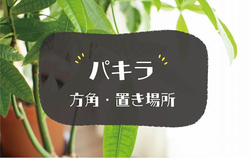 パキラの風水効果
