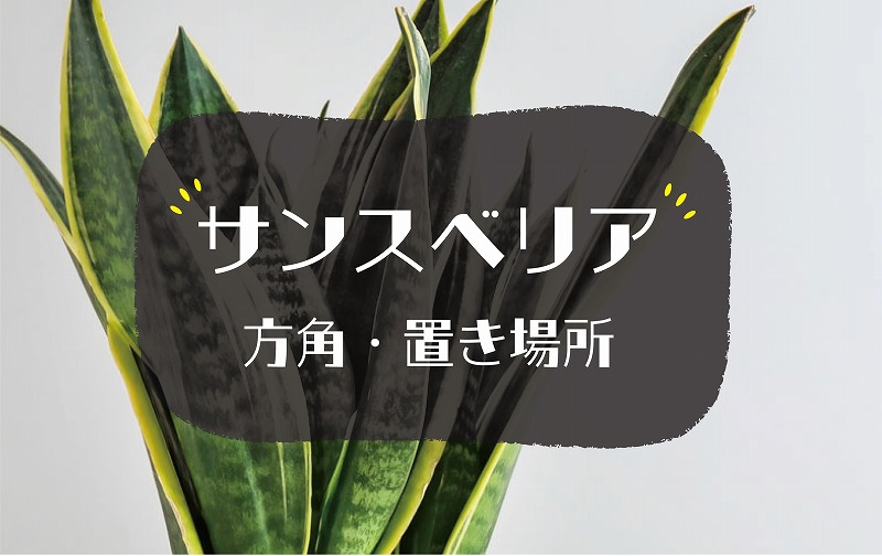 サンスベリアの風水効果