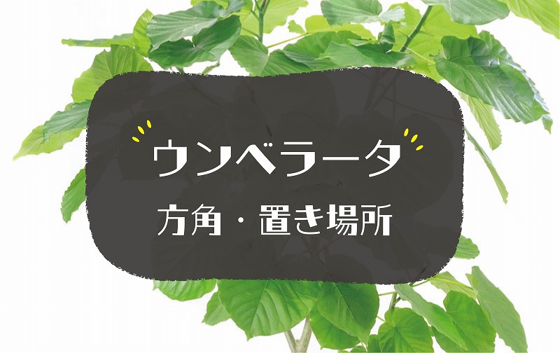 ウンベラータの風水効果