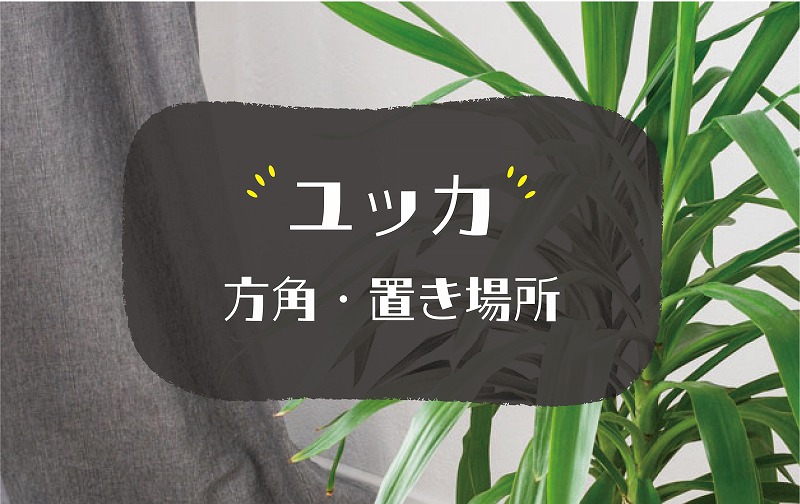 ユッカの風水効果
