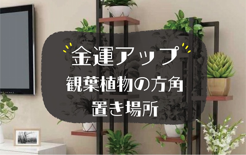 金運アップの観葉植物