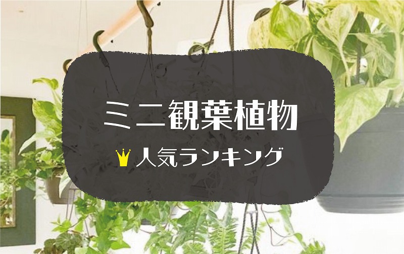 ミニ観葉植物おすすめ