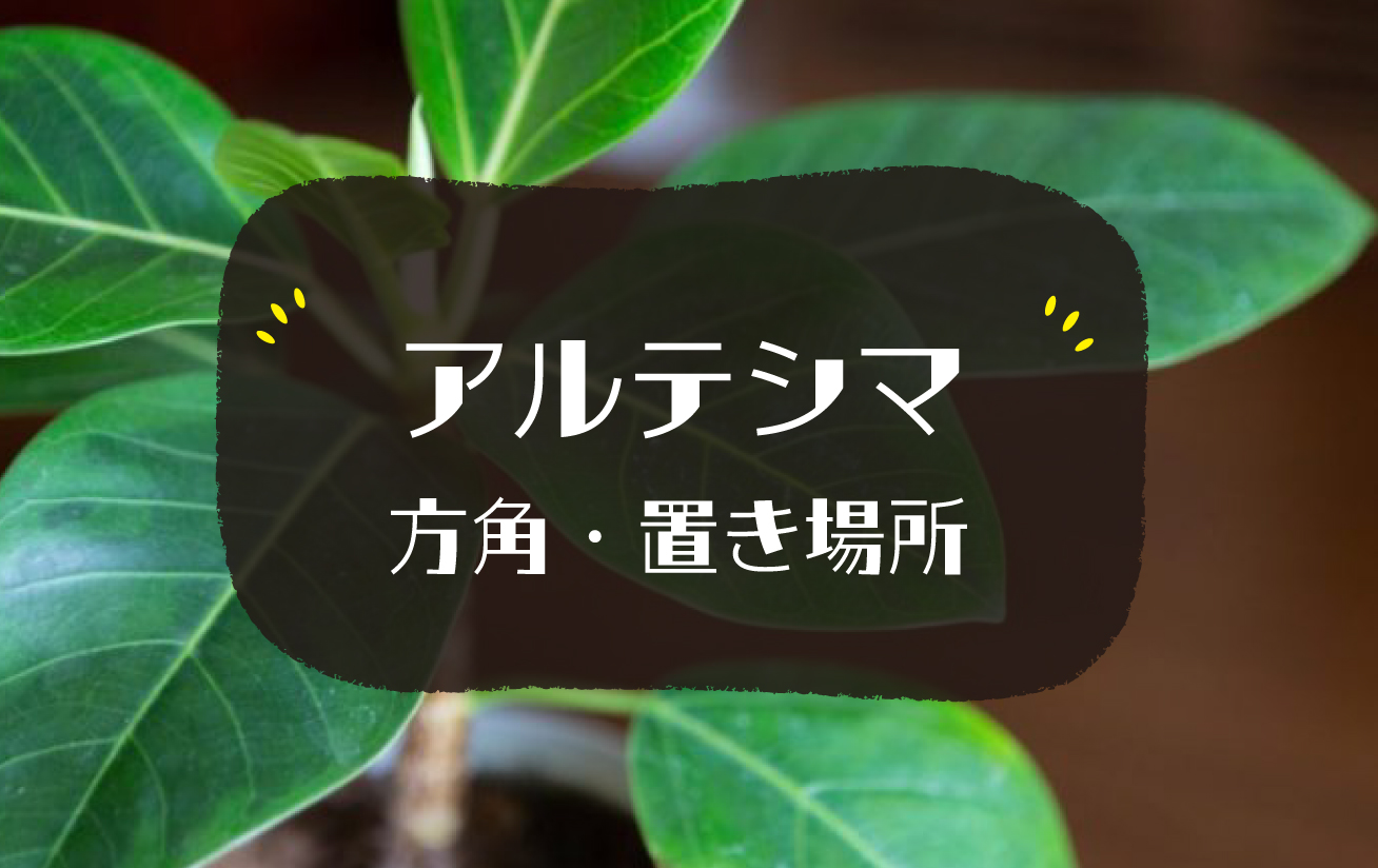 アルテシマ 観葉植物 風水 方角 置き場所